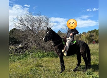 Autres races, Hongre, 11 Ans, 155 cm, Noir