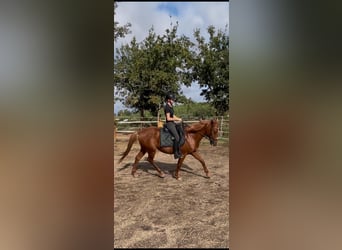 Autres races Croisé, Hongre, 11 Ans, 158 cm, Alezan