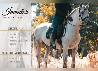 Autres races, Hongre, 11 Ans, 158 cm, Gris