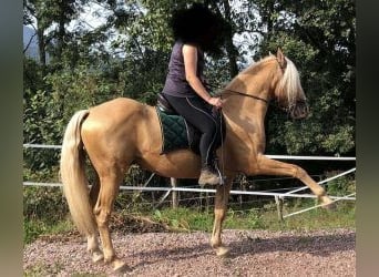 Autres races Croisé, Hongre, 11 Ans, 158 cm, Overo-toutes couleurs