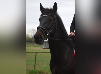 Autres races, Hongre, 11 Ans, 161 cm, Bai brun
