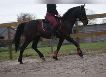 Autres races, Hongre, 11 Ans, 161 cm, Bai brun