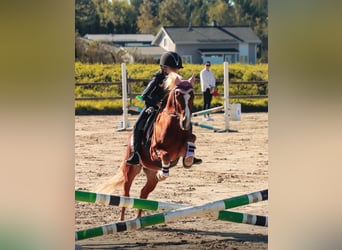 Autres races Croisé, Hongre, 12 Ans, 120 cm, Bai