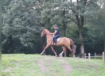 Autres races, Hongre, 12 Ans, 154 cm, Alezan
