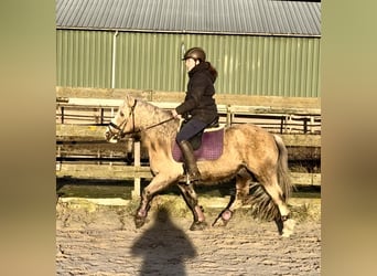 Autres races, Hongre, 13 Ans, 133 cm, Overo-toutes couleurs