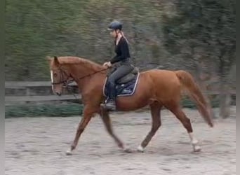 Autres races, Hongre, 13 Ans, 168 cm, Alezan