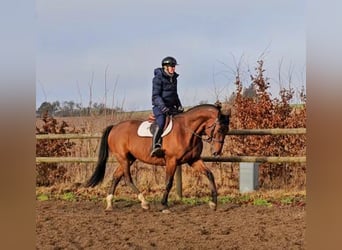 Autres races Croisé, Hongre, 14 Ans, 162 cm, Bai