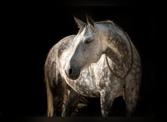 Autres races Croisé, Hongre, 14 Ans, 162 cm, Rouan bleu