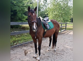 Autres races Croisé, Hongre, 14 Ans, 163 cm, Bai cerise