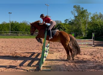 Autres races, Hongre, 15 Ans, 154 cm, Alezan