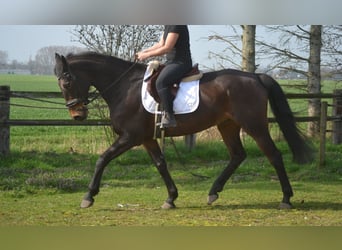 Autres races, Hongre, 15 Ans, 175 cm, Bai