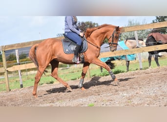 Autres races, Hongre, 16 Ans, 160 cm, Alezan