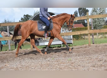 Autres races, Hongre, 16 Ans, 160 cm, Alezan