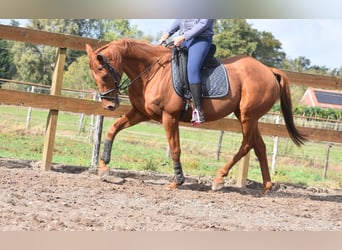 Autres races, Hongre, 16 Ans, 160 cm, Alezan