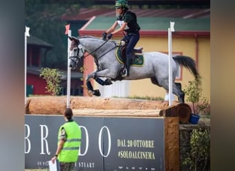 Autres races, Hongre, 16 Ans, 160 cm, Gris