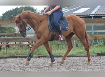 Autres races, Hongre, 16 Ans, 160 cm, Gris moucheté