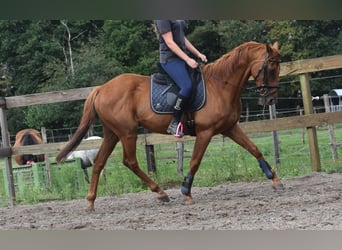 Autres races, Hongre, 16 Ans, 160 cm, Gris moucheté