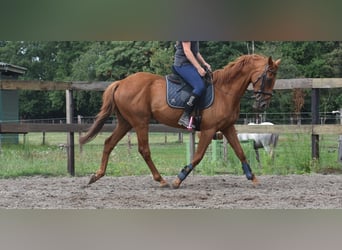 Autres races, Hongre, 16 Ans, 160 cm, Gris moucheté