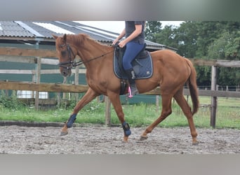 Autres races, Hongre, 16 Ans, 160 cm, Gris moucheté