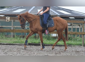 Autres races, Hongre, 16 Ans, 160 cm, Gris moucheté