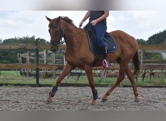 Autres races, Hongre, 16 Ans, 160 cm, Gris moucheté