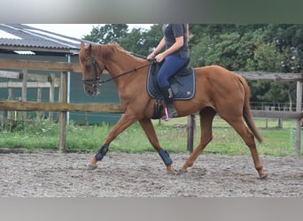 Autres races, Hongre, 16 Ans, 160 cm, Gris moucheté