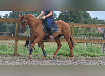 Autres races, Hongre, 16 Ans, 160 cm, Gris moucheté