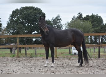 Autres races, Hongre, 17 Ans, 156 cm, Bai brun