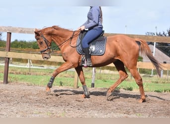 Autres races, Hongre, 17 Ans, 160 cm, Alezan