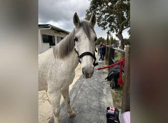 Autres races, Hongre, 17 Ans, Gris