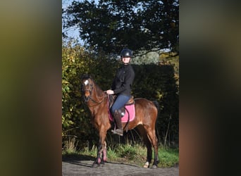 Autres races, Hongre, 18 Ans, 134 cm, Bai