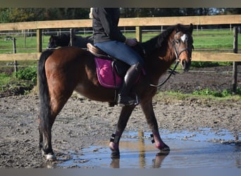 Autres races, Hongre, 18 Ans, 134 cm, Bai