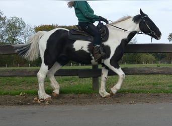 Autres races, Hongre, 20 Ans, 154 cm, Pinto