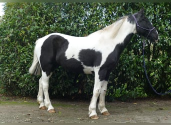 Autres races, Hongre, 20 Ans, 154 cm, Pinto