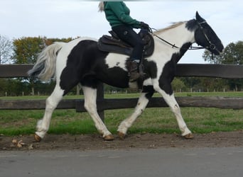 Autres races, Hongre, 20 Ans, 154 cm, Pinto