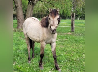 Autres races, Hongre, 2 Ans, 148 cm, Isabelle