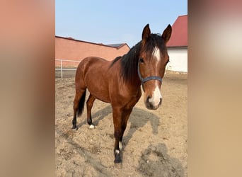 Autres races, Hongre, 2 Ans, Bai