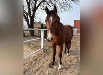 Autres races, Hongre, 2 Ans, Bai