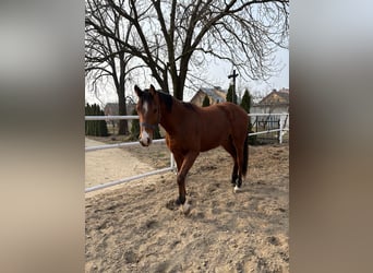 Autres races, Hongre, 2 Ans, Bai