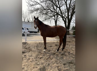 Autres races, Hongre, 2 Ans, Bai