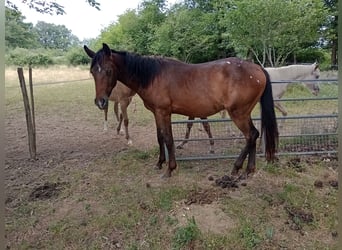 Autres races, Hongre, 2 Ans