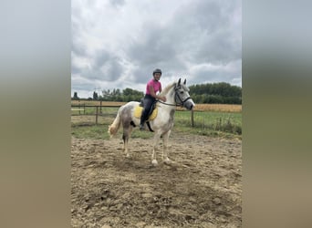 Autres races Croisé, Hongre, 2 Ans, Pinto