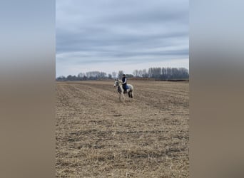 Autres races Croisé, Hongre, 2 Ans, Pinto
