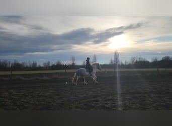 Autres races Croisé, Hongre, 2 Ans, Pinto