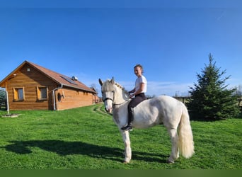 Autres races Croisé, Hongre, 2 Ans, Pinto