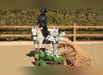 Autres races, Hongre, 3 Ans, 122 cm