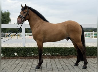Autres races Croisé, Hongre, 3 Ans, 147 cm, Isabelle