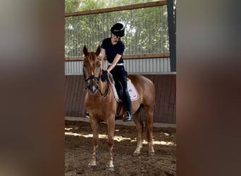 Autres races, Hongre, 3 Ans, 150 cm, Alezan