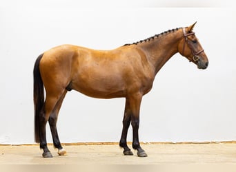 Autres races, Hongre, 3 Ans, 150 cm, Bai