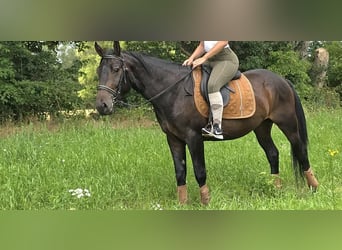 Autres races, Hongre, 3 Ans, 151 cm, Bai brun